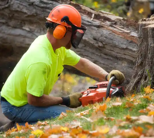 tree services Michigan Center